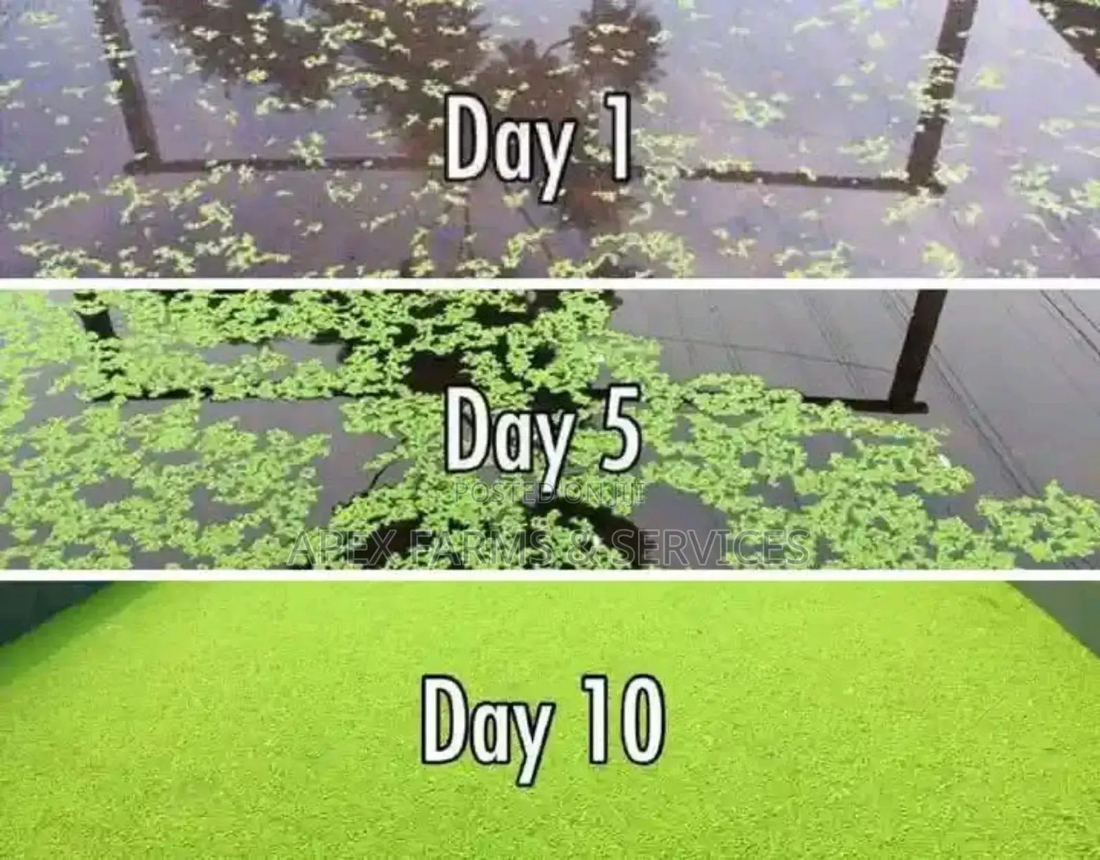 Fastest Azolla, Duckweed, Water Lettuce, Water Lily, Watercress