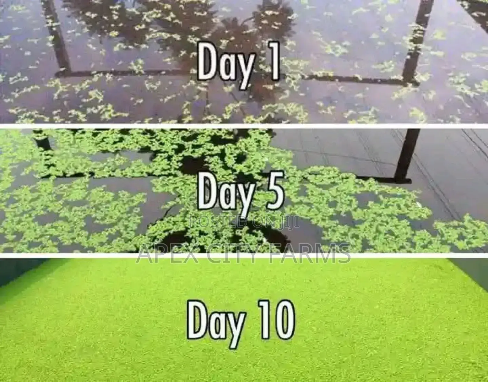 Fastest Azolla, Duckweed, Water Lettuce, Water Lily, Watercress
