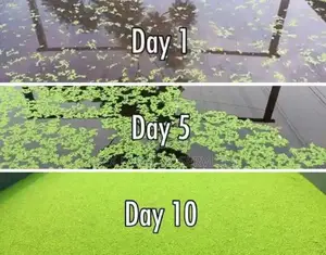 Fastest Azolla, Duckweed, Water Lettuce, Water Lily, Watercress