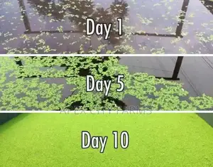 Fastest Azolla, Duckweed, Water Lettuce, Water Lily, Watercress