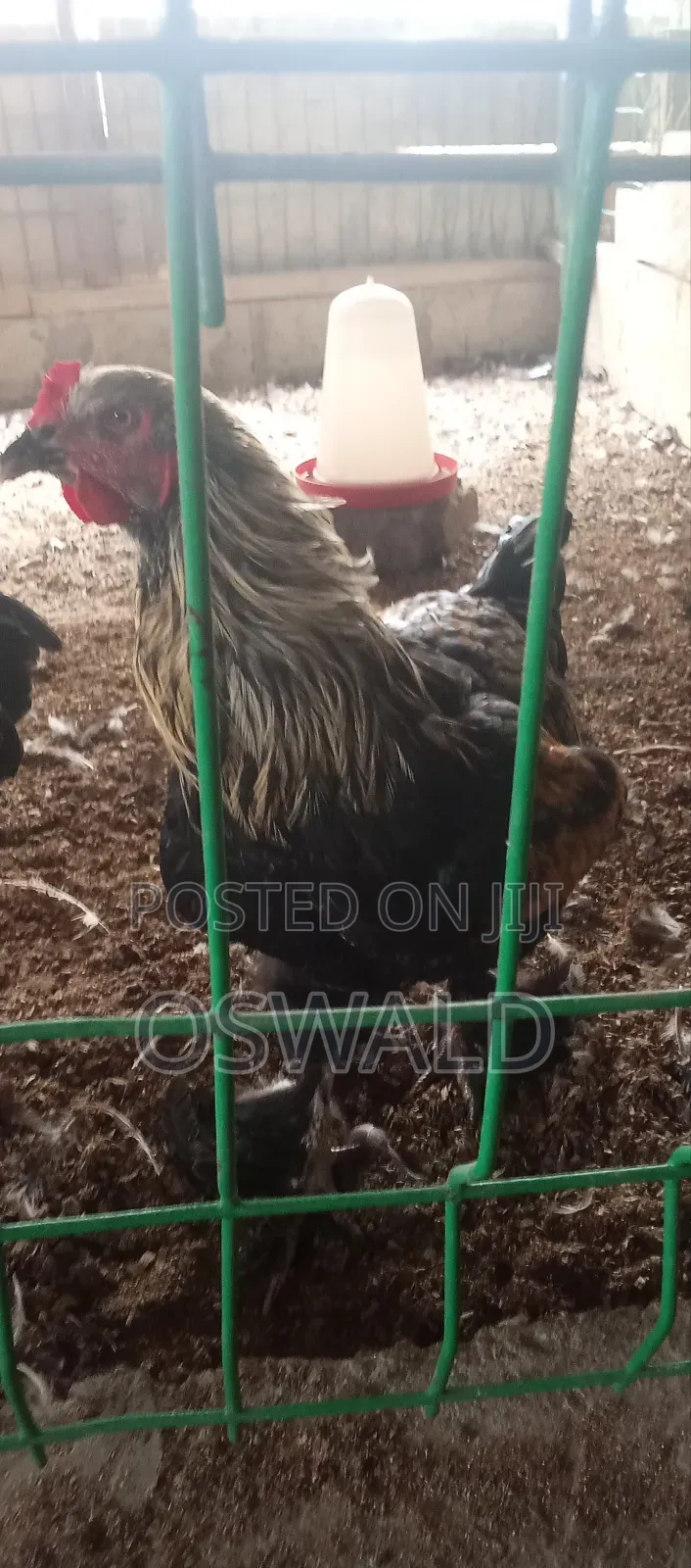 Foreign Chickens