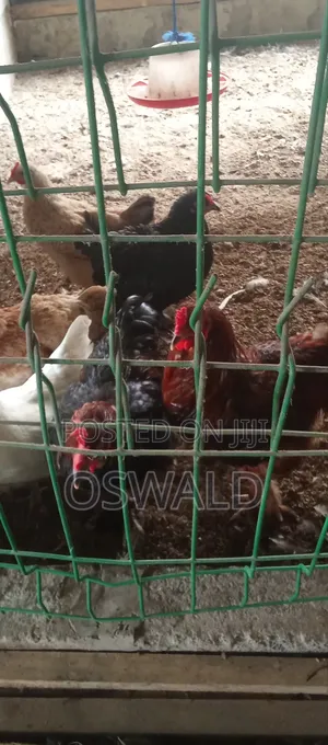 Foreign Chickens