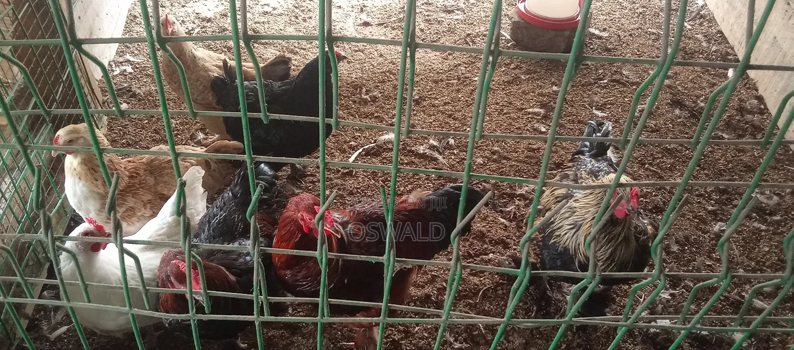 Foreign Chickens