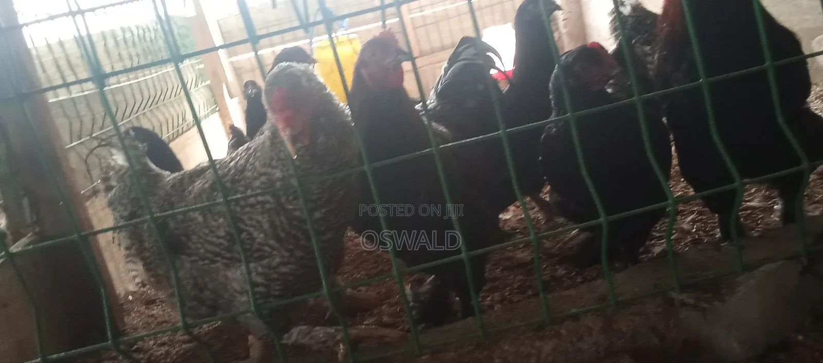 Foreign Chickens