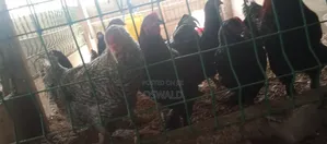 Foreign Chickens