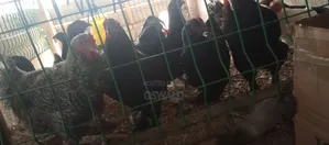 Foreign Chickens