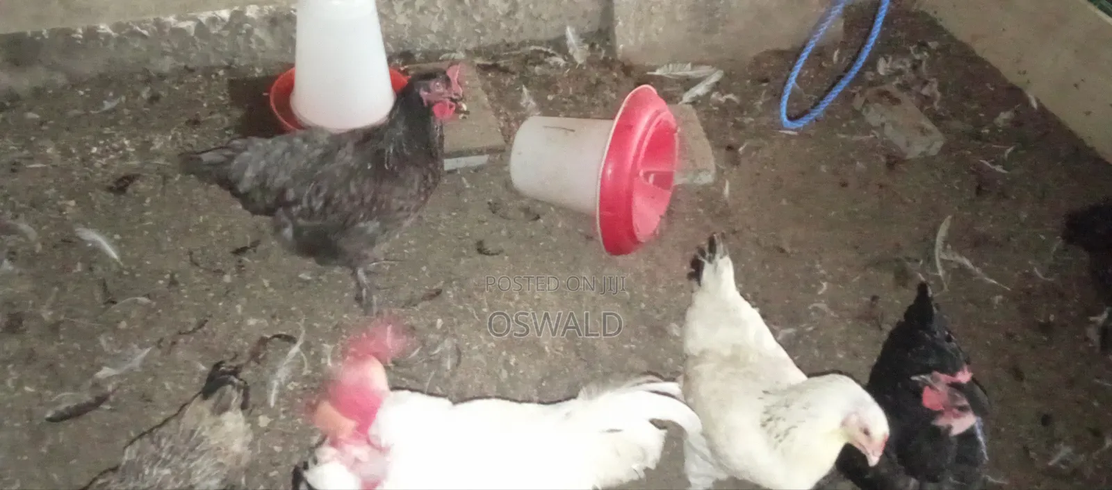 Foreign Chickens