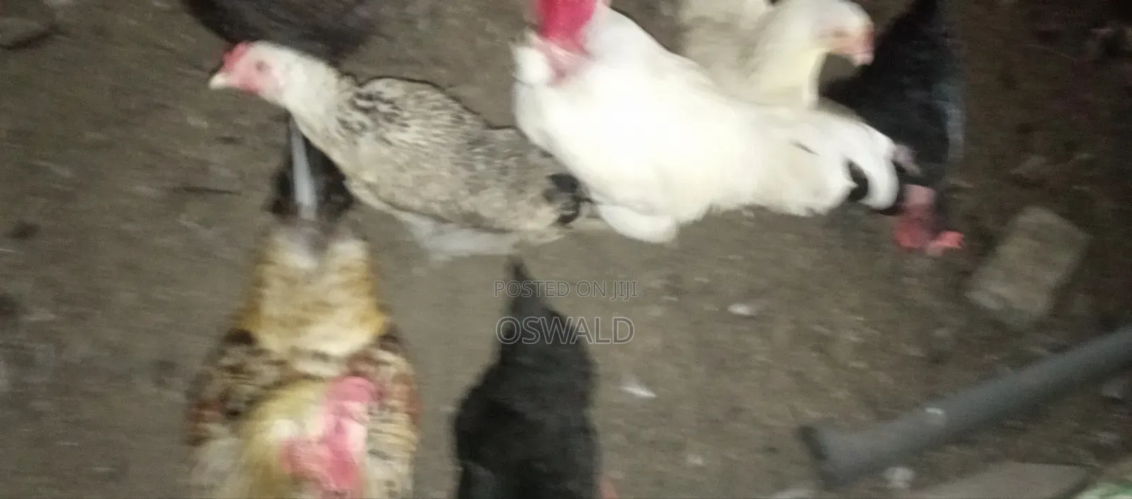Foreign Chickens