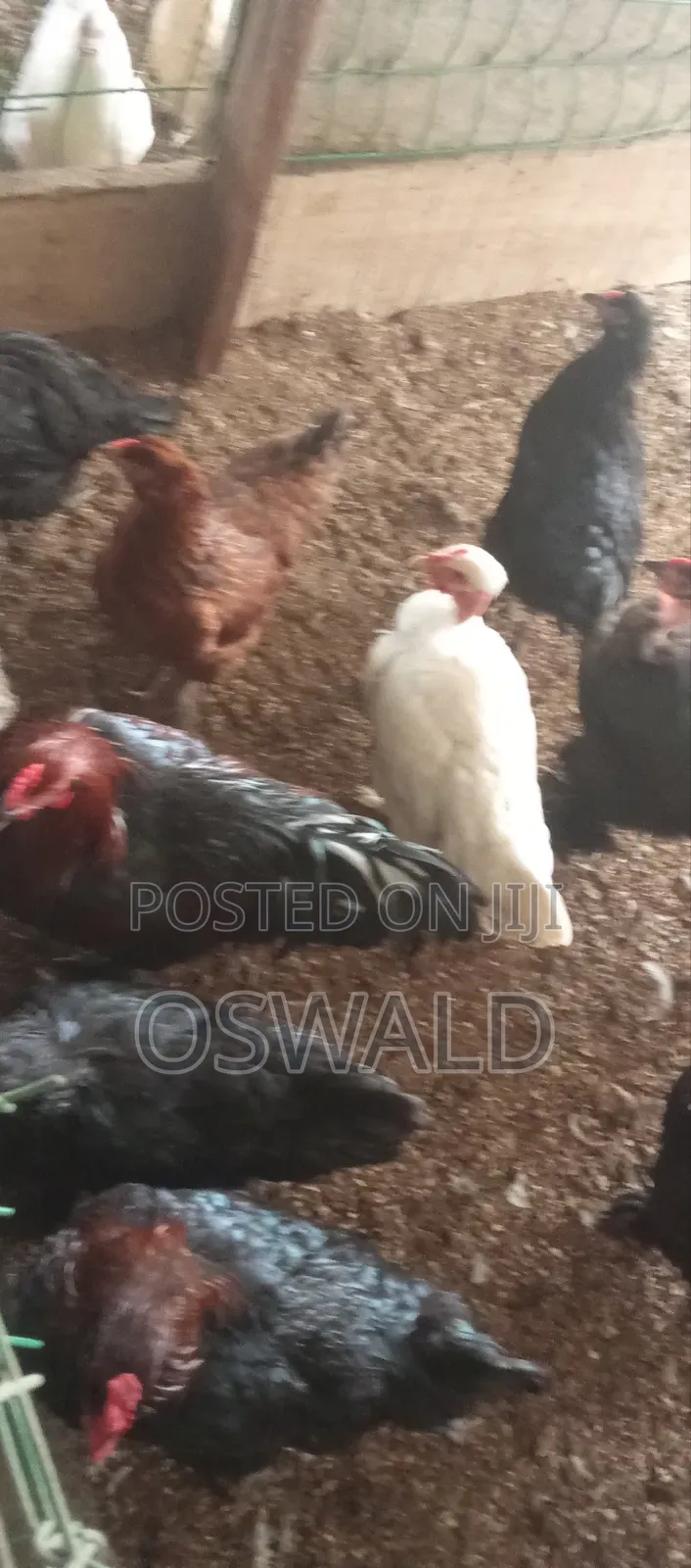 Foreign Chickens