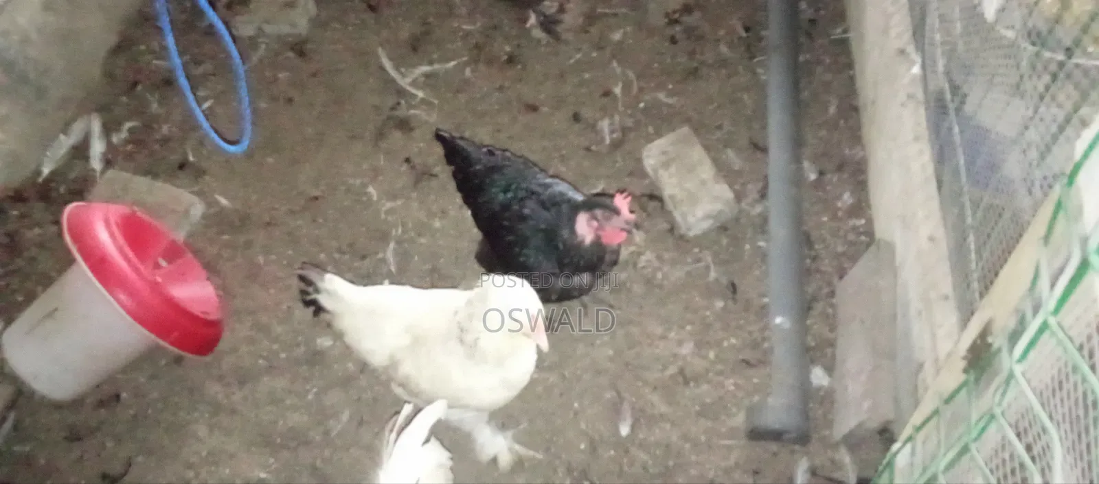 Foreign Chickens