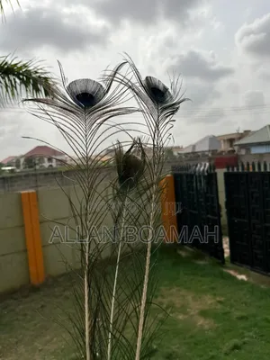 Peacock Feathers