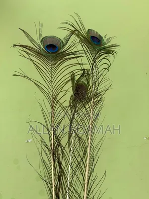 Peacock Feathers