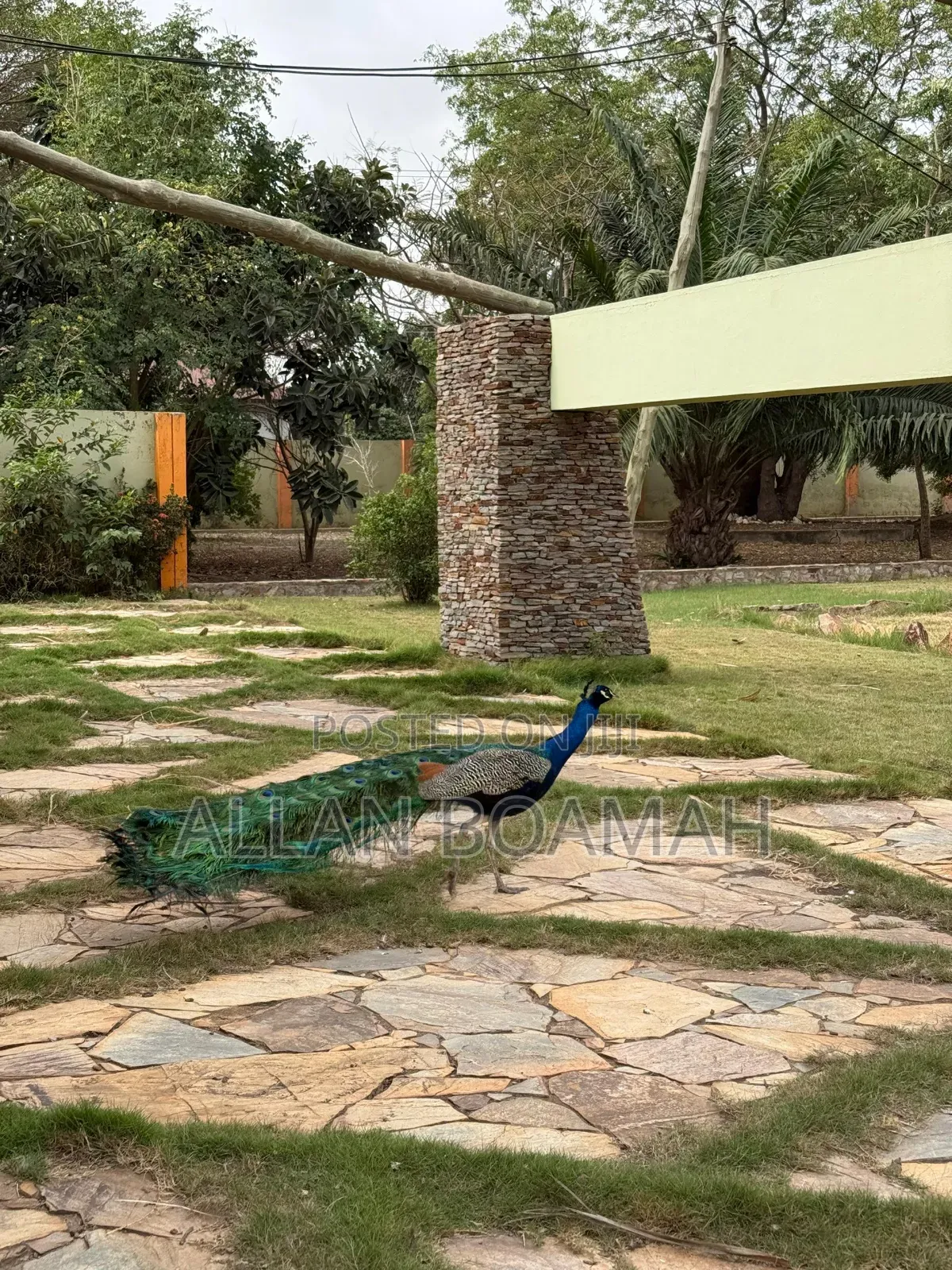 Young and Adult Peacock