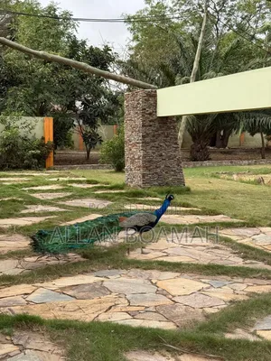 Young and Adult Peacock