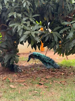 Young and Adult Peacock