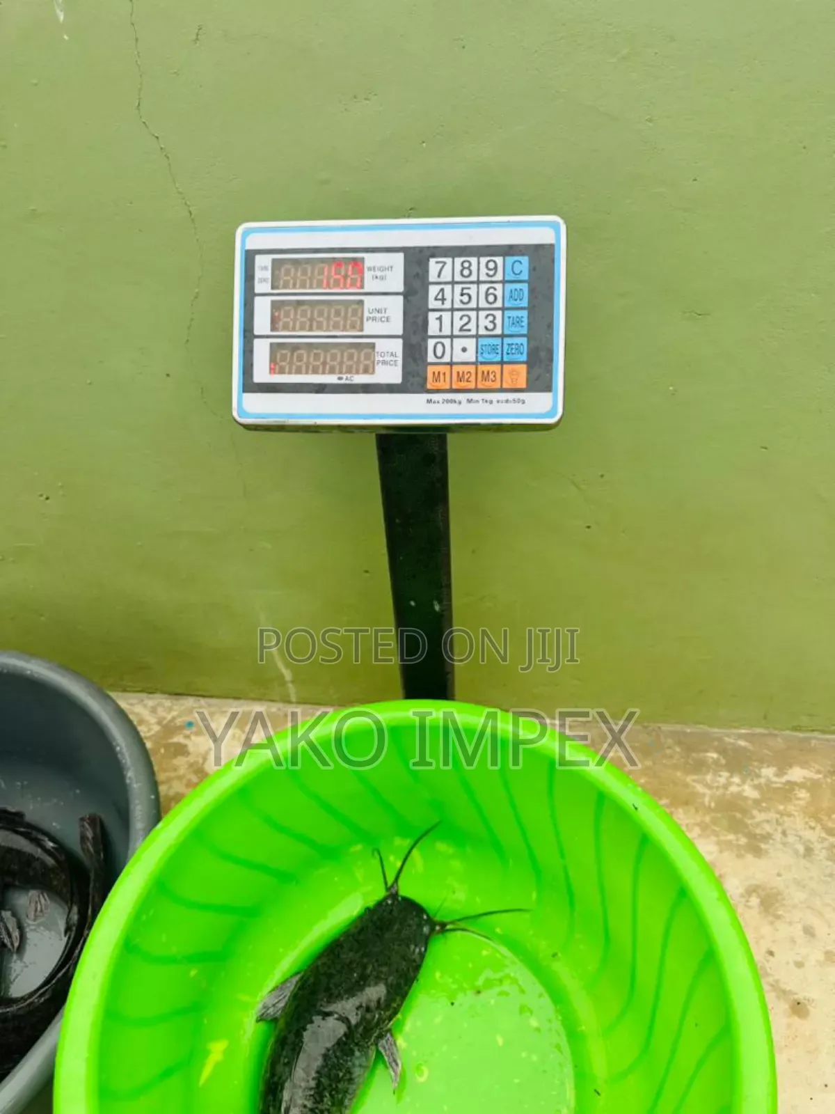 Fresh Cat Fish On Sale