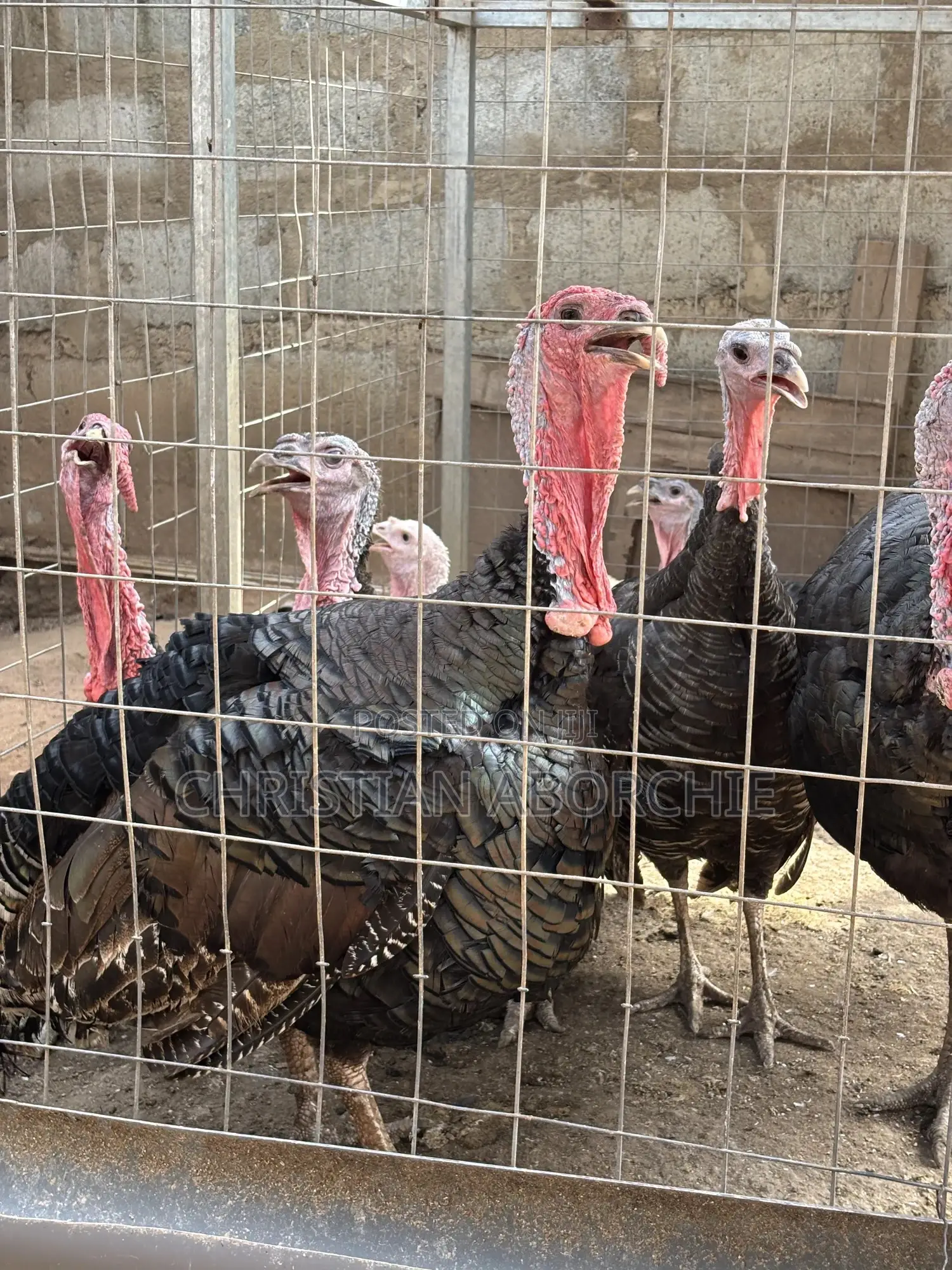 Turkey for Sale