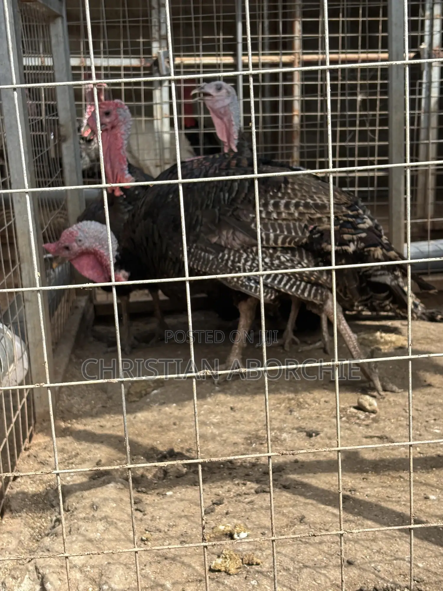 Turkey for Sale