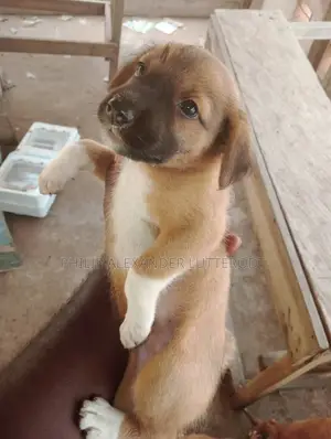1-3 months Male Purebred Dog