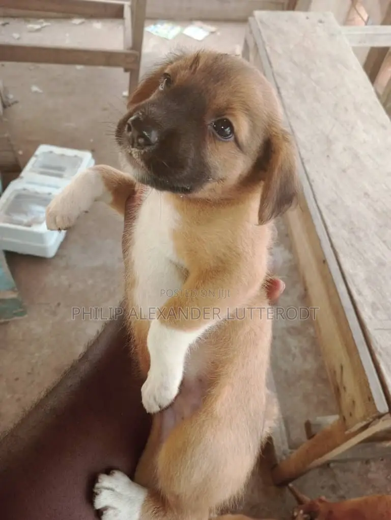 1-3 months Male Purebred Dog
