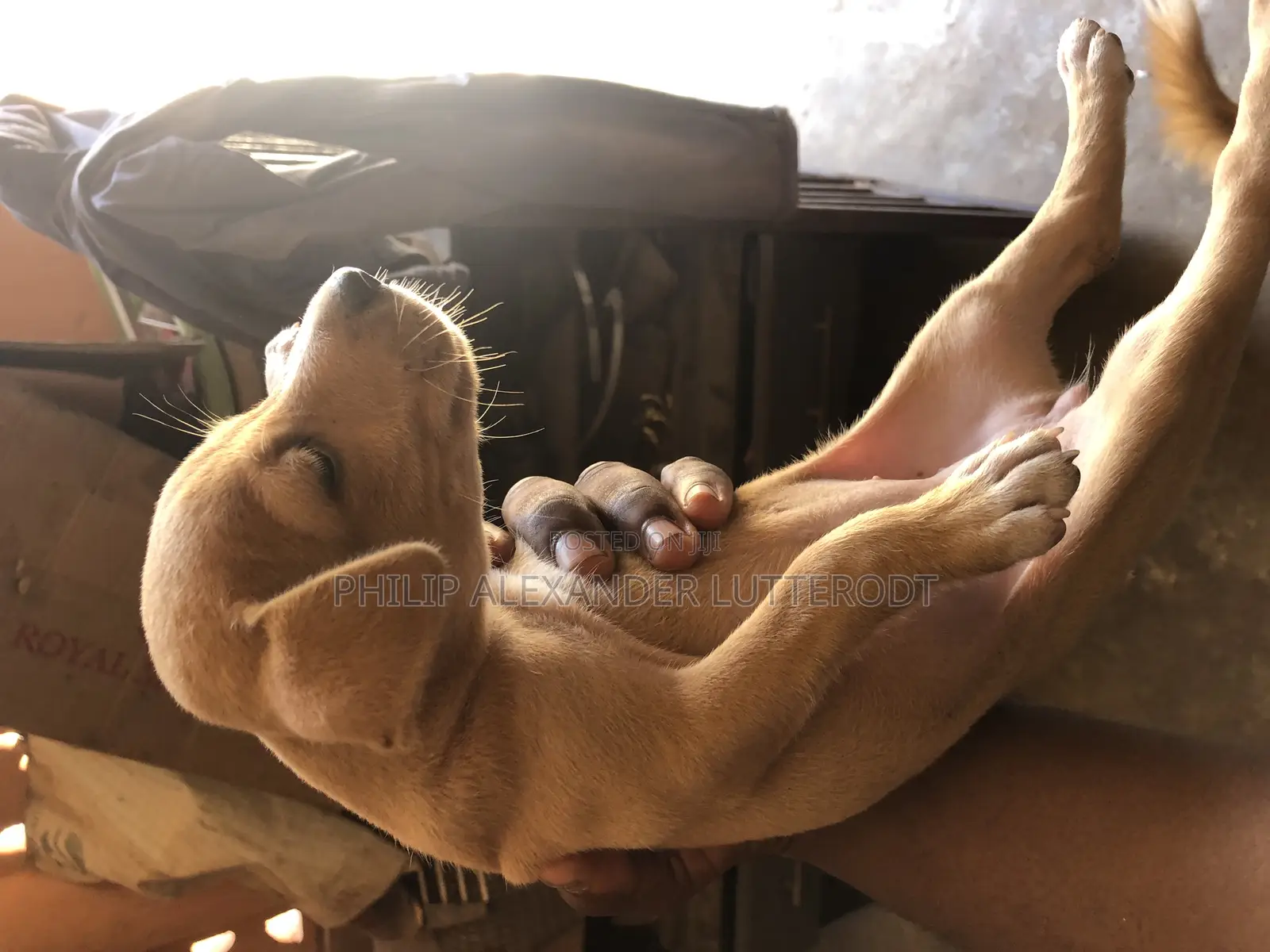 1-3 months Male Purebred Dog