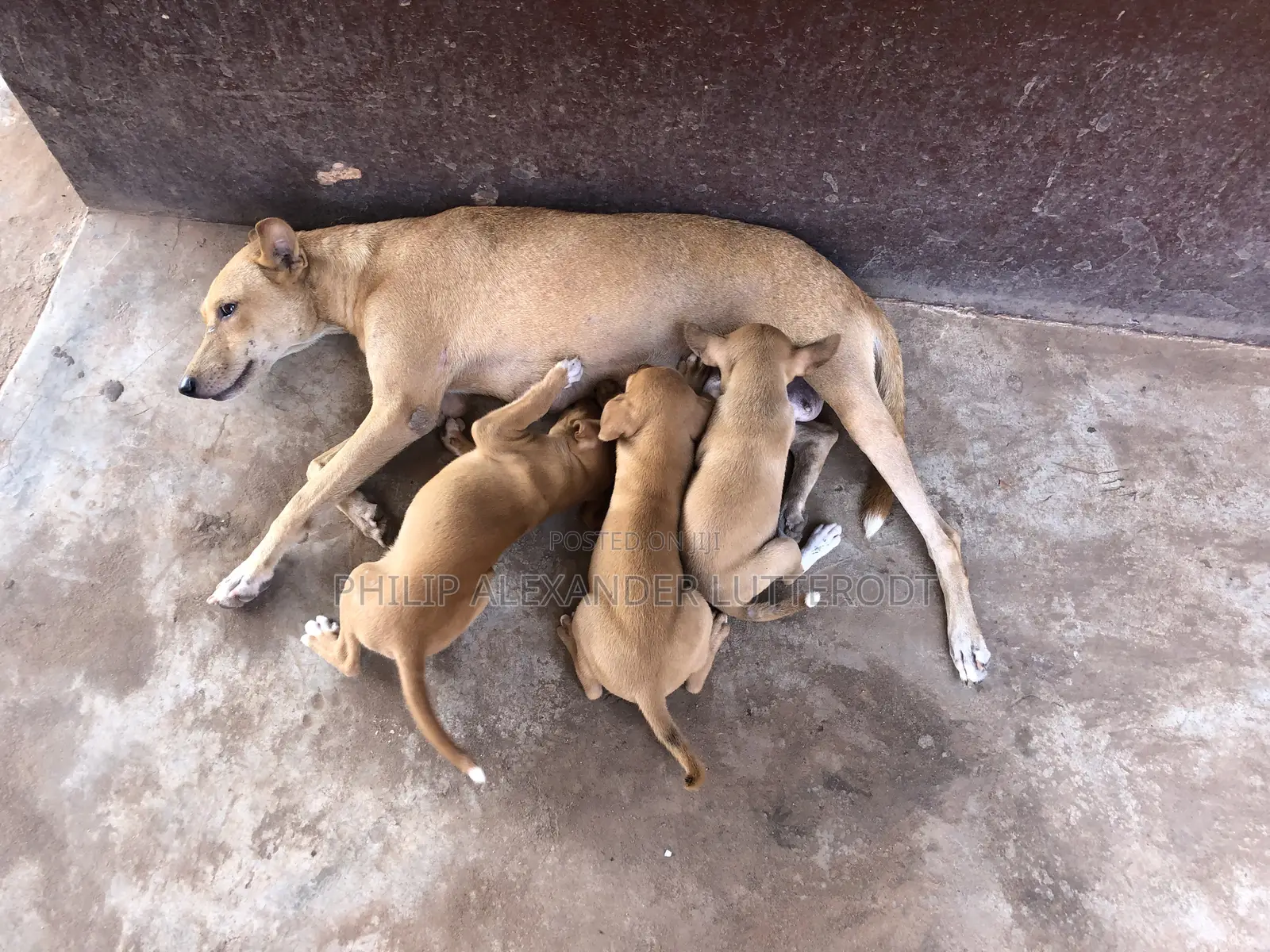 1-3 months Male Purebred Dog