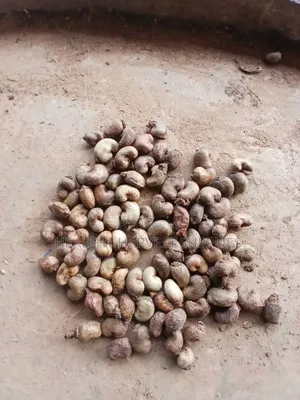 Cashew Nuts
