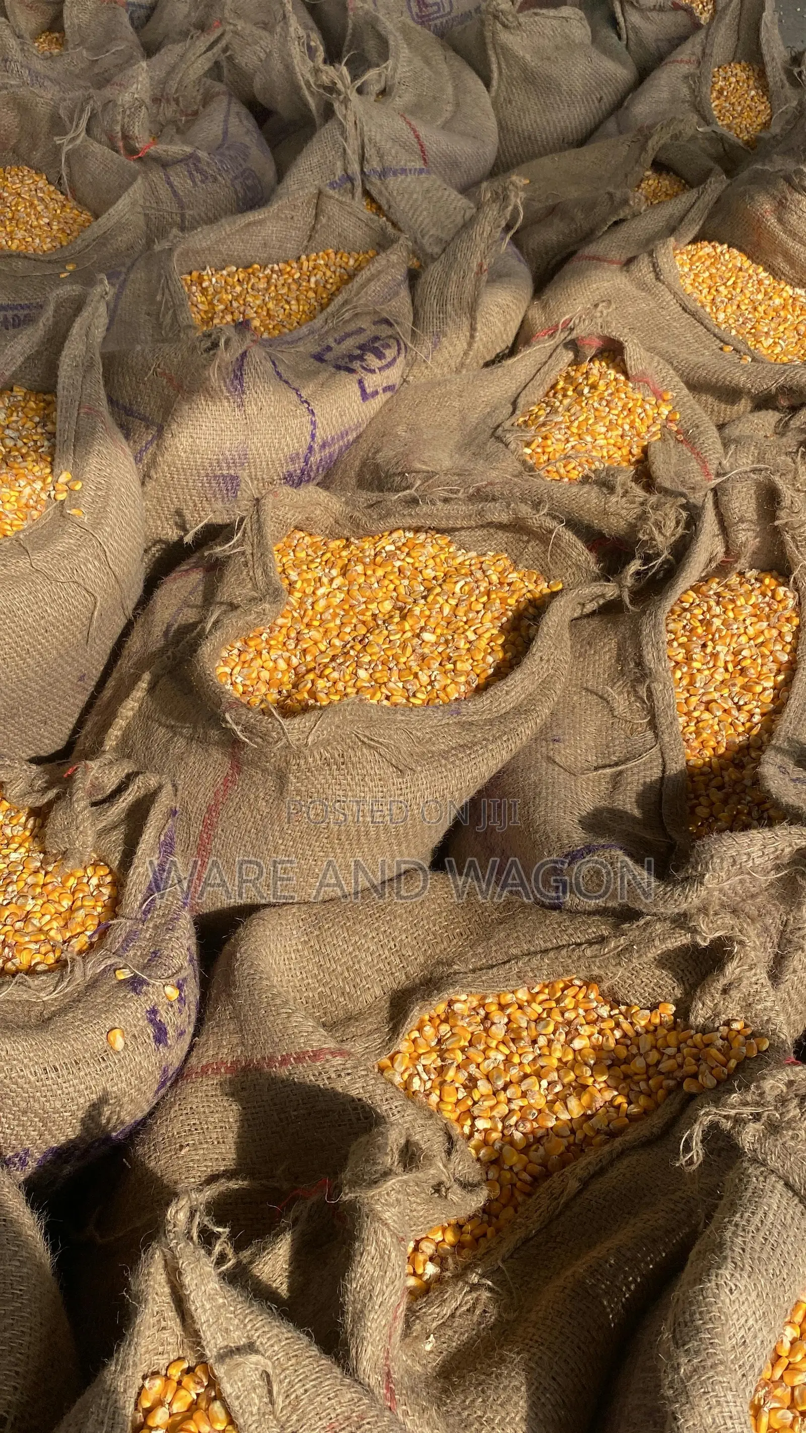 Well Dried Yellow and White Maize [50kg]