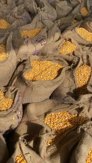 Well Dried Yellow and White Maize [50kg]