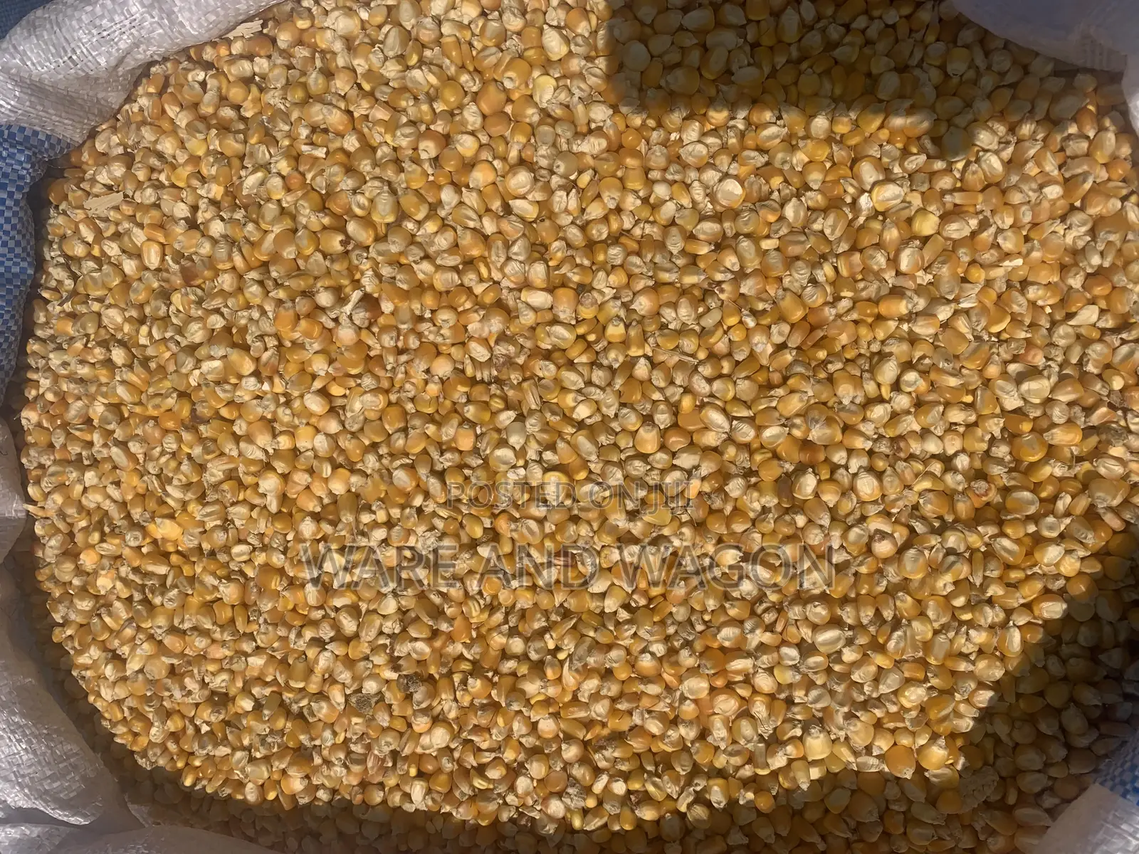 Well Dried Yellow and White Maize [50kg]