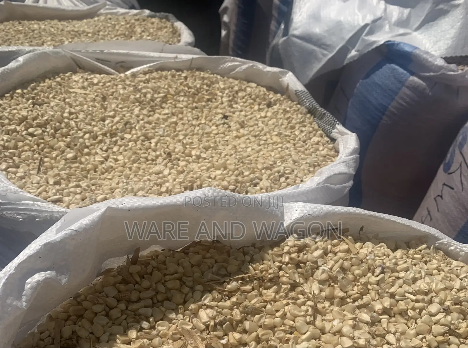 White and Yellow Maize for Sale [50kg and 150kg]
