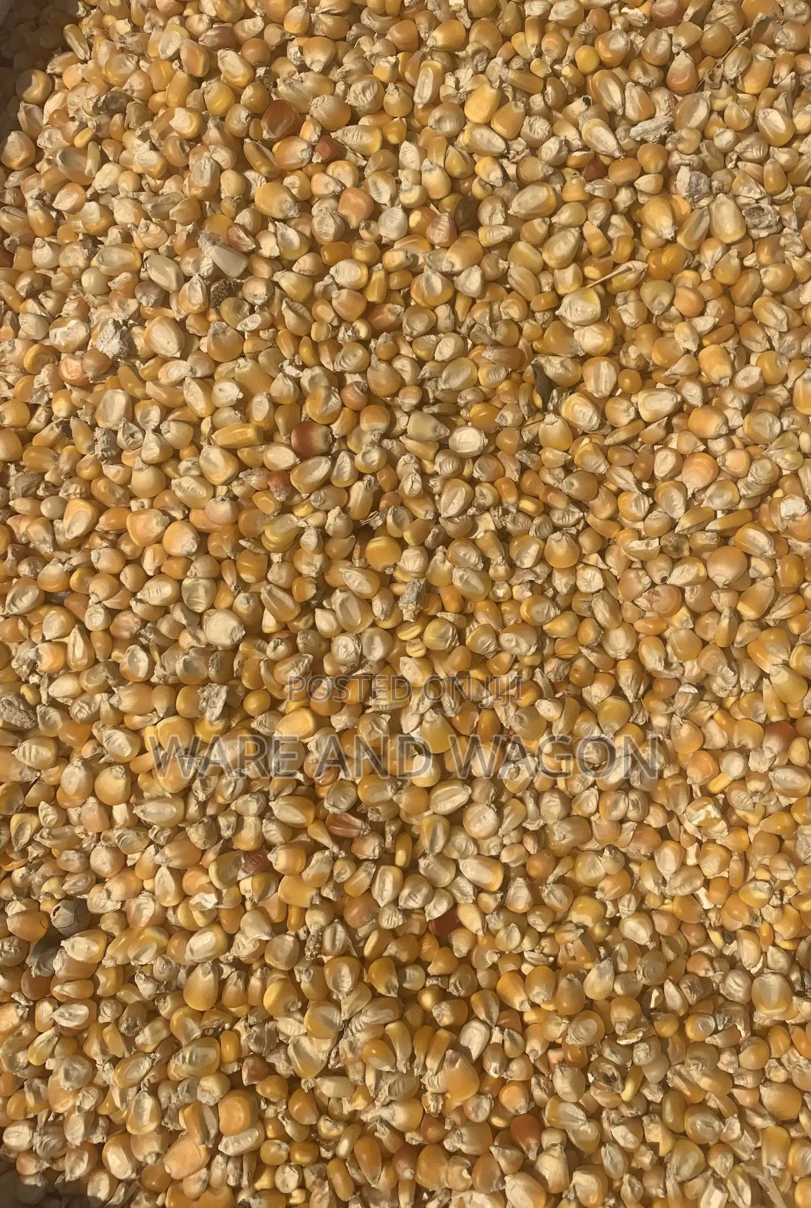 White and Yellow Maize for Sale [50kg and 150kg]