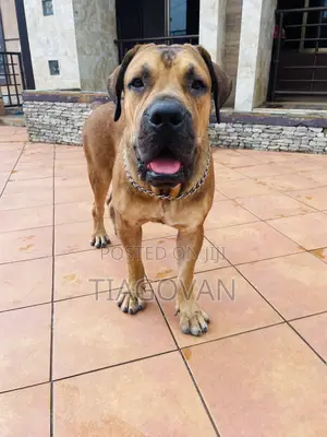 1+ year Male Purebred Boerboel