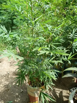 Bamboo Flower