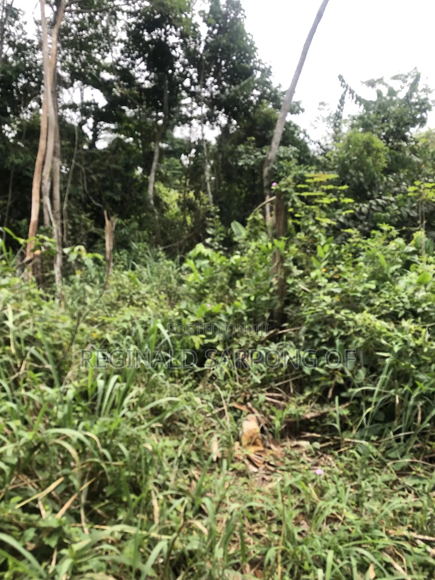 100 Acre Develop Farm At Kumawu, Ashanti Region