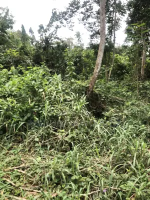 100 Acre Develop Farm At Kumawu, Ashanti Region