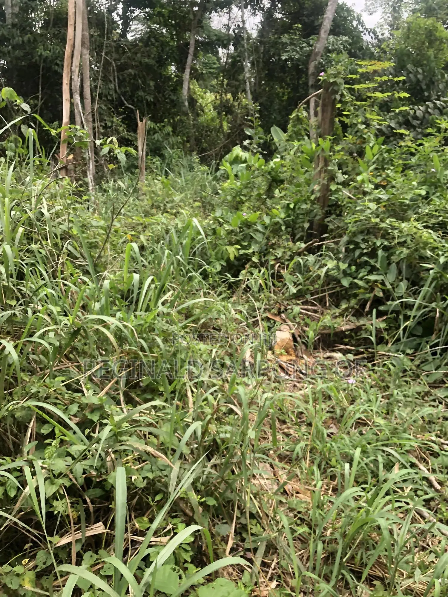 100 Acre Develop Farm At Kumawu, Ashanti Region