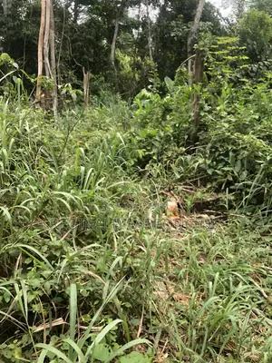 100 Acre Develop Farm At Kumawu, Ashanti Region