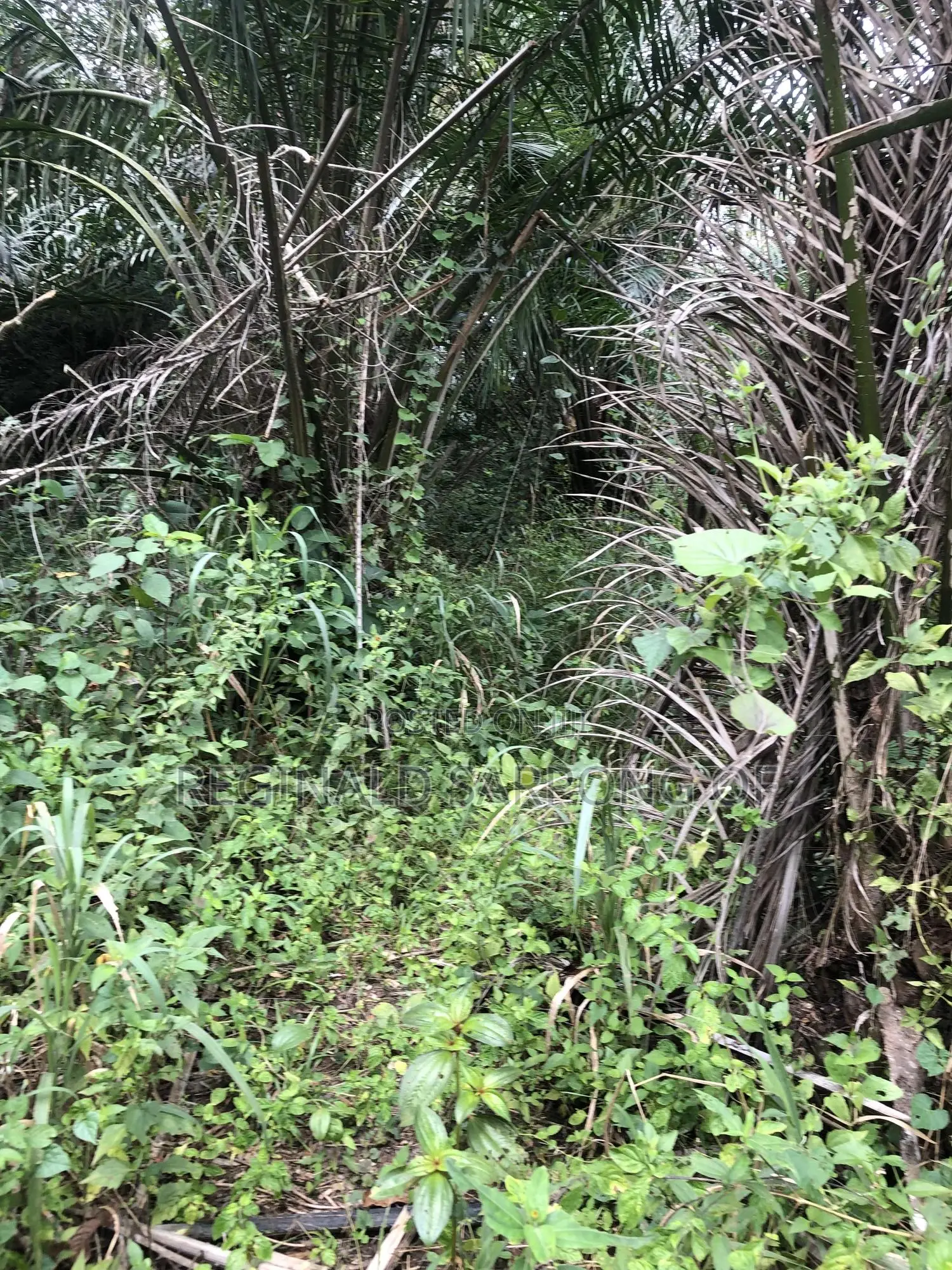100 Acre Develop Farm At Kumawu, Ashanti Region