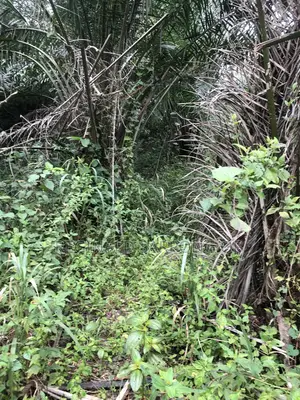 100 Acre Develop Farm At Kumawu, Ashanti Region