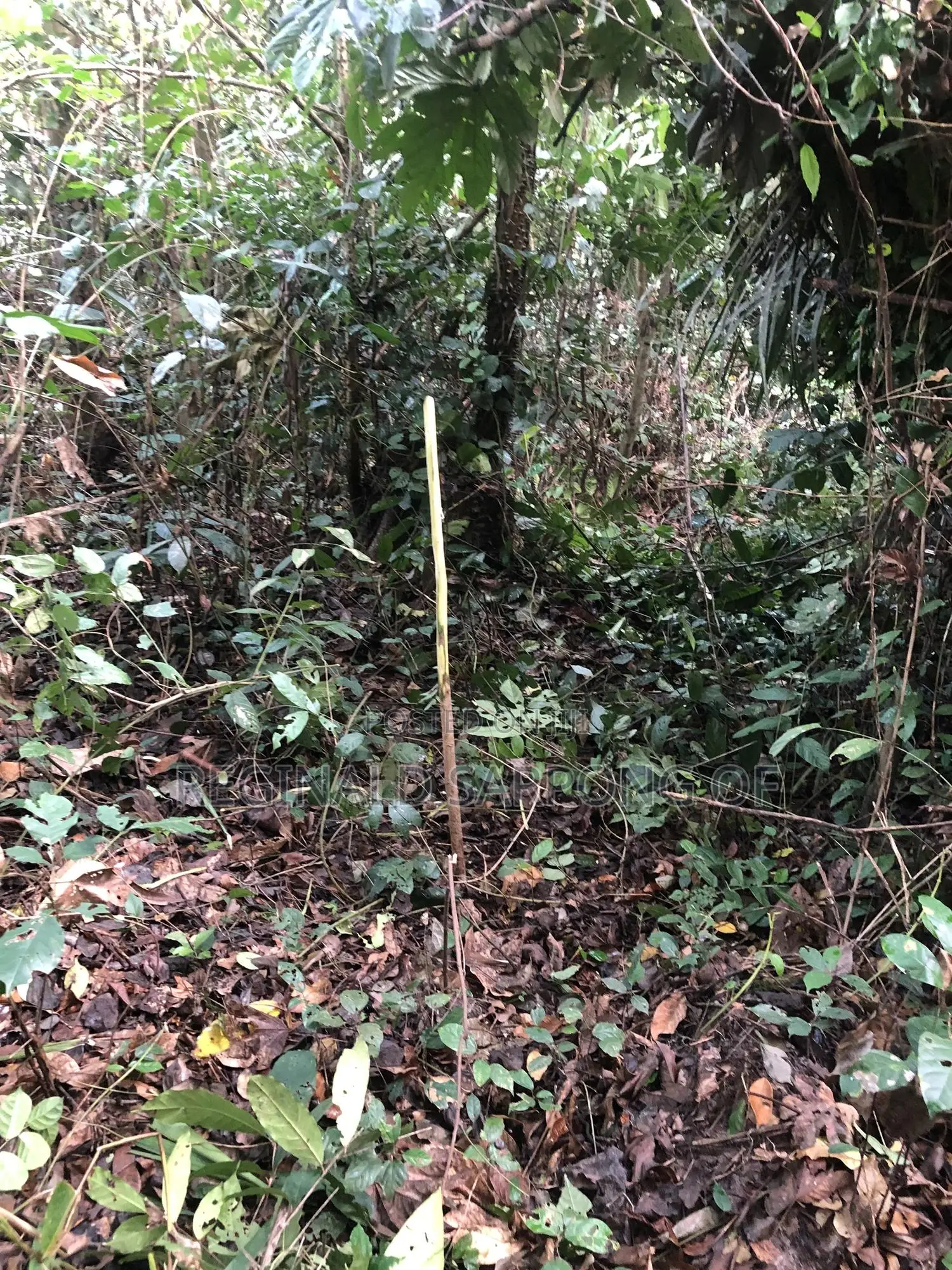 100 Acre Develop Farm At Kumawu, Ashanti Region