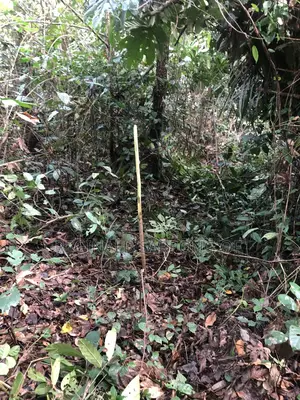 100 Acre Develop Farm At Kumawu, Ashanti Region