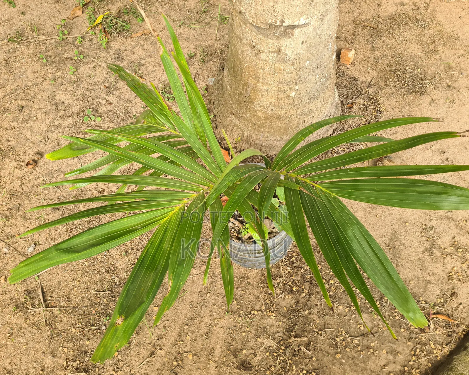 Neem Tree Seedlings, Juvenile Palm Trees, Aloevera