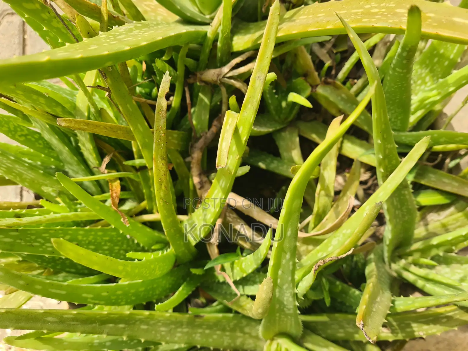 Neem Tree Seedlings, Juvenile Palm Trees, Aloevera