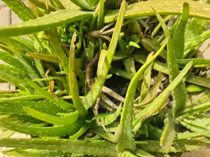 Neem Tree Seedlings, Juvenile Palm Trees, Aloevera