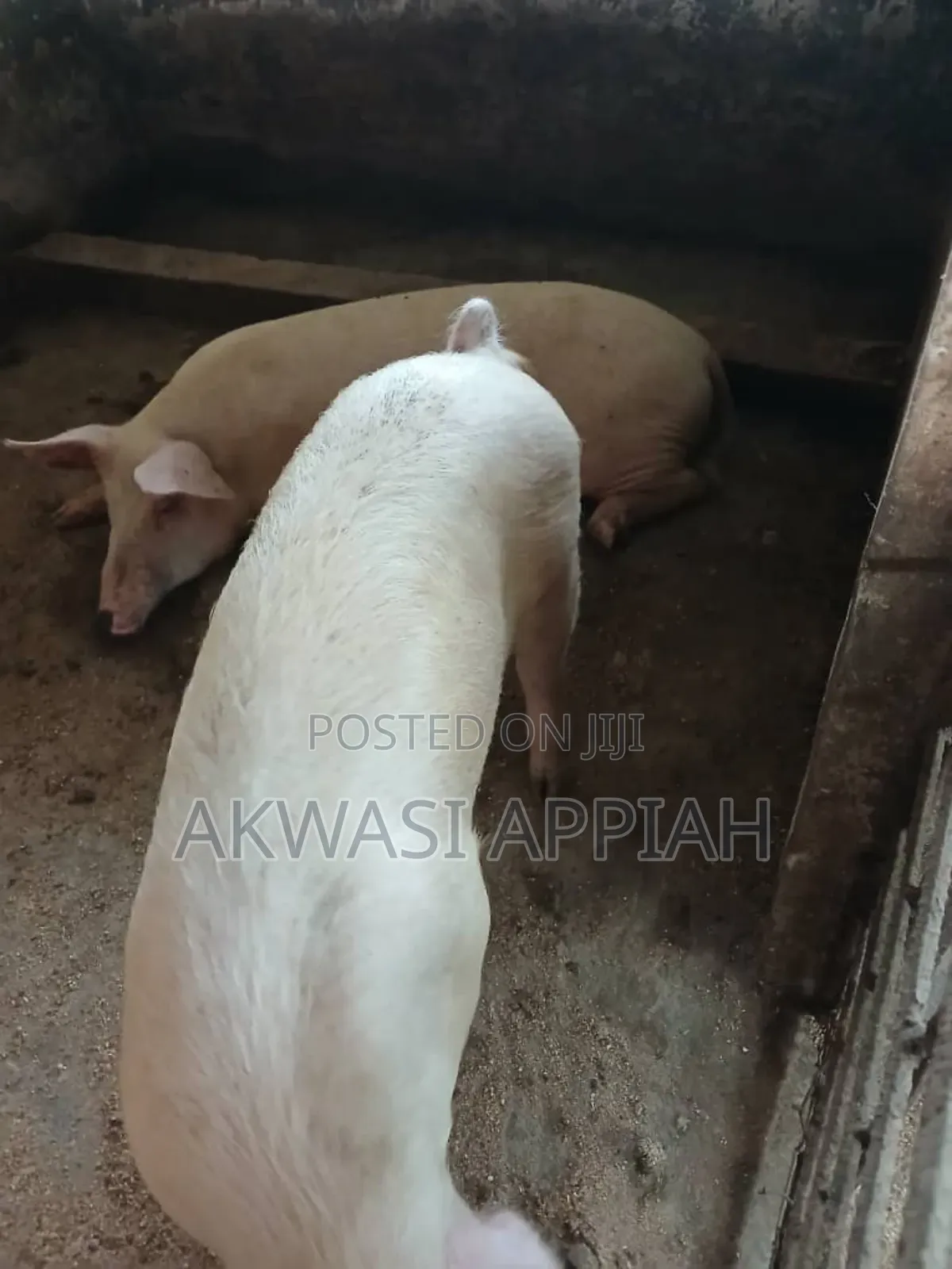 Lots of Pigs for Sale at Konongo
