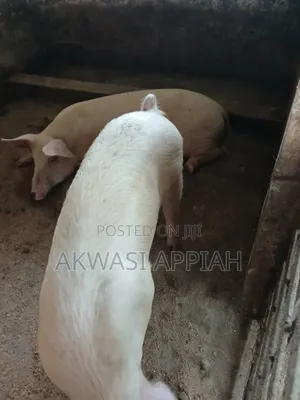 Lots of Pigs for Sale at Konongo