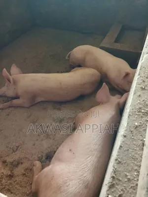 Lots of Pigs for Sale at Konongo