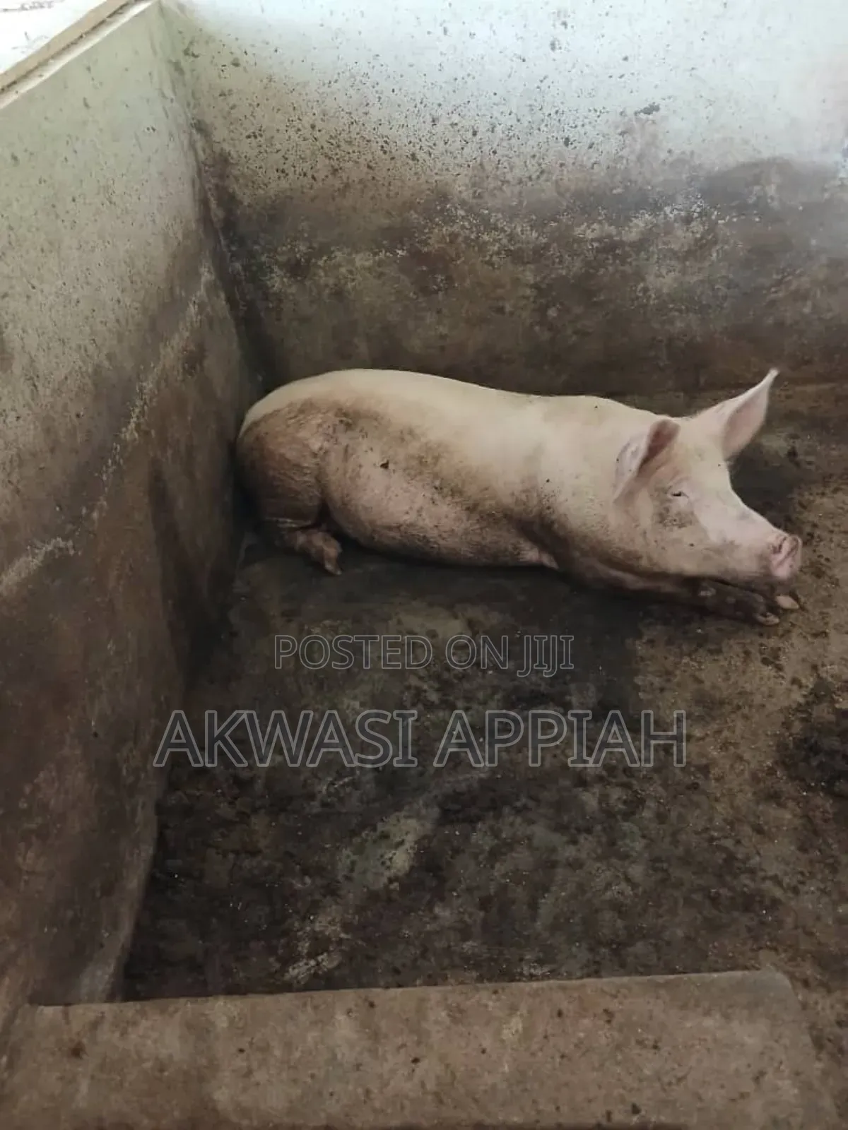 Lots of Pigs for Sale at Konongo