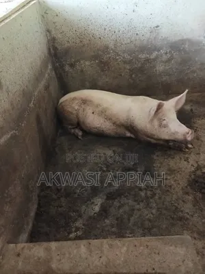 Lots of Pigs for Sale at Konongo